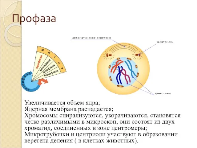 Профаза Увеличивается объем ядра; Ядерная мембрана распадается; Хромосомы спирализуются, укорачиваются, становятся четко