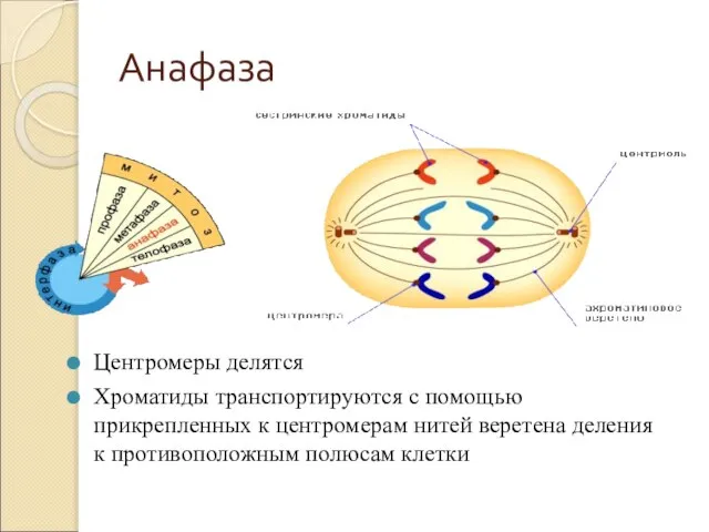 Анафаза Центромеры делятся Хроматиды транспортируются с помощью прикрепленных к центромерам нитей веретена