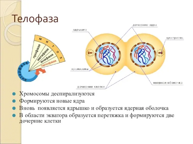 Телофаза Хромосомы деспирализуются Формируются новые ядра Вновь появляется ядрышко и образуется ядерная