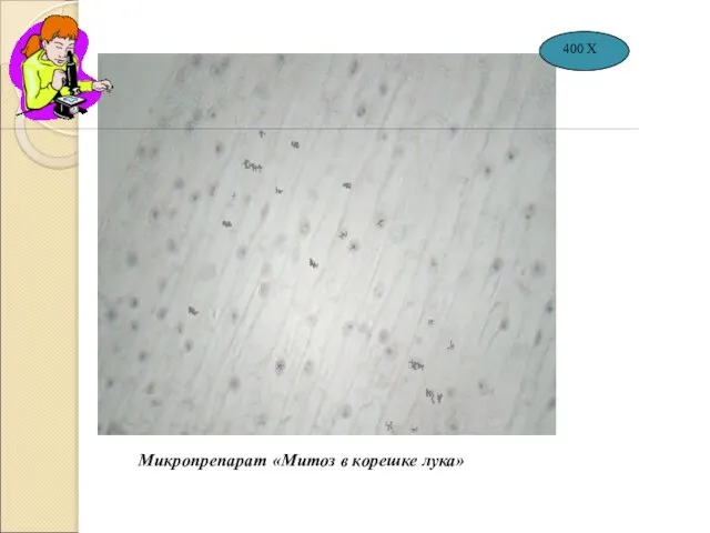 Микропрепарат «Митоз в корешке лука» 400 Х