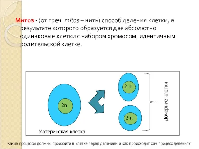 Митоз - (от греч. mitos – нить) способ деления клетки, в результате