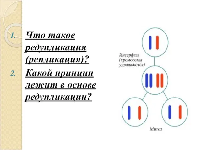 Что такое редупликация (репликация)? Какой принцип лежит в основе редупликации?