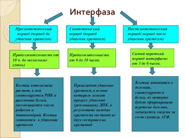 Интерфаза Пресинтетический период (период до удвоения хромосом) Синтетический период (период удвоения хромосом)