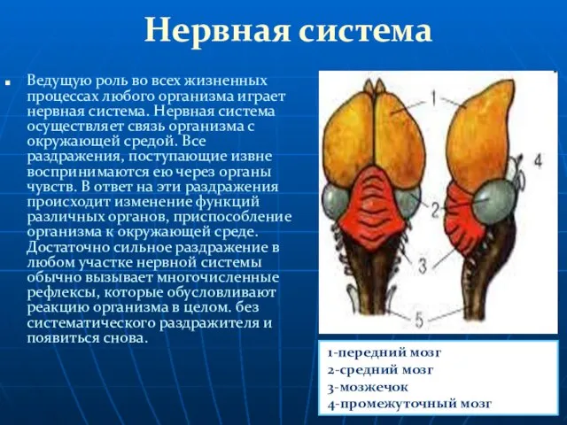 Нервная система Ведущую роль во всех жизненных процессах любого организма играет нервная