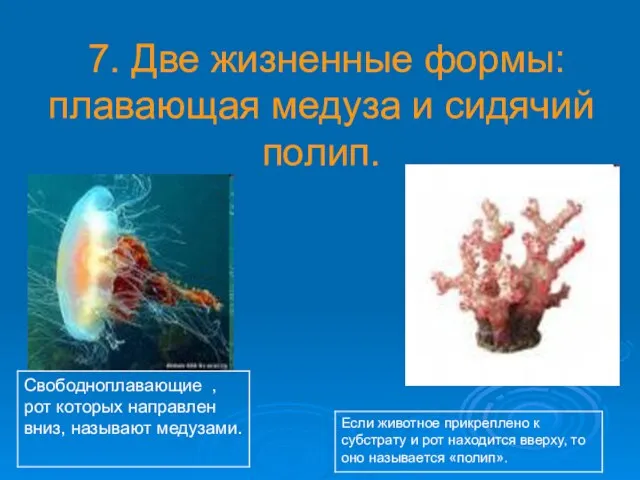 7. Две жизненные формы: плавающая медуза и сидячий полип.