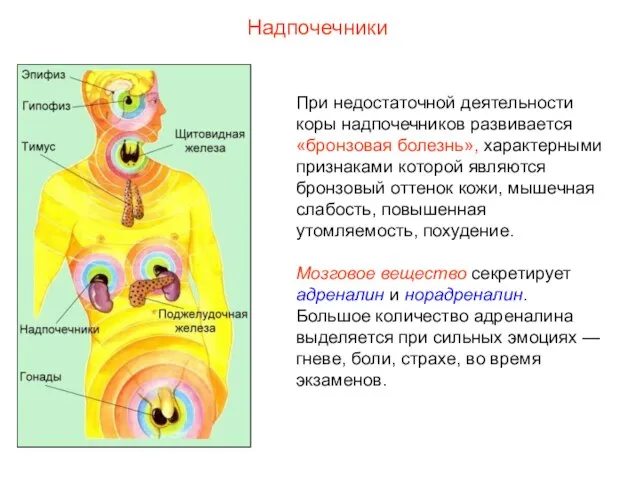 При недостаточной деятельности коры надпочечников развивается «бронзовая болезнь», характерными признаками которой являются