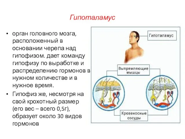 Гипоталамус орган головного мозга, расположенный в основании черепа над гипофизом. дает команду