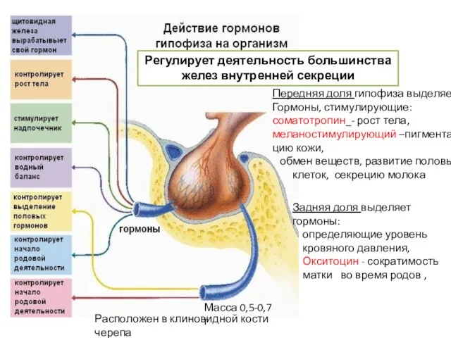 Передняя доля гипофиза выделяет Гормоны, стимулирующие: соматотропин_- рост тела, меланостимулирующий –пигмента- цию