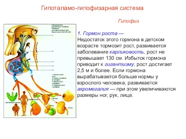 Гипофиз 1. Гормон роста — Недостаток этого гормона в детском возрасте тормозит