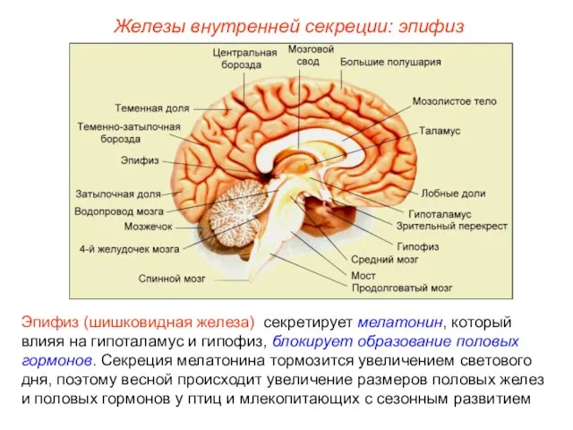 Железы внутренней секреции: эпифиз Эпифиз (шишковидная железа) секретирует мелатонин, который влияя на