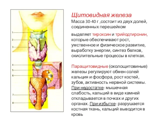 выделяет тироксин и трийодтиронин, которые обеспечивают рост, умственное и физическое развитие, выработку