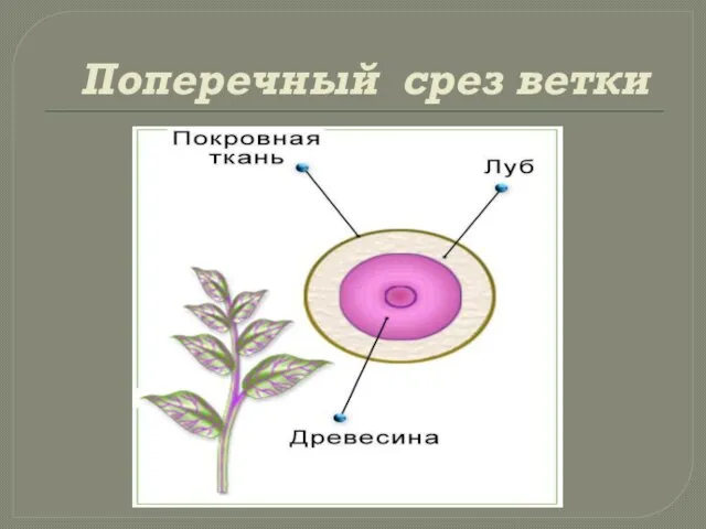 Поперечный срез ветки