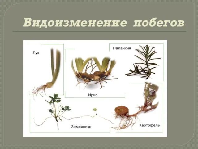 Видоизменение побегов