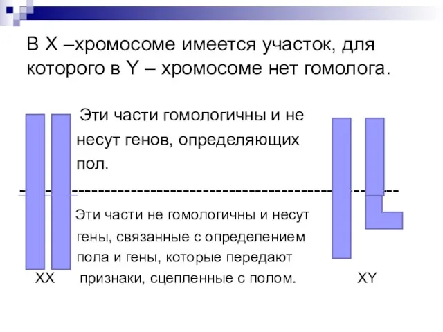 В Х –хромосоме имеется участок, для которого в Y – хромосоме нет