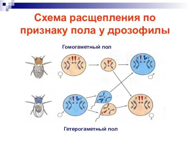 Схема расщепления по признаку пола у дрозофилы Гомогаметный пол Гетерогаметный пол