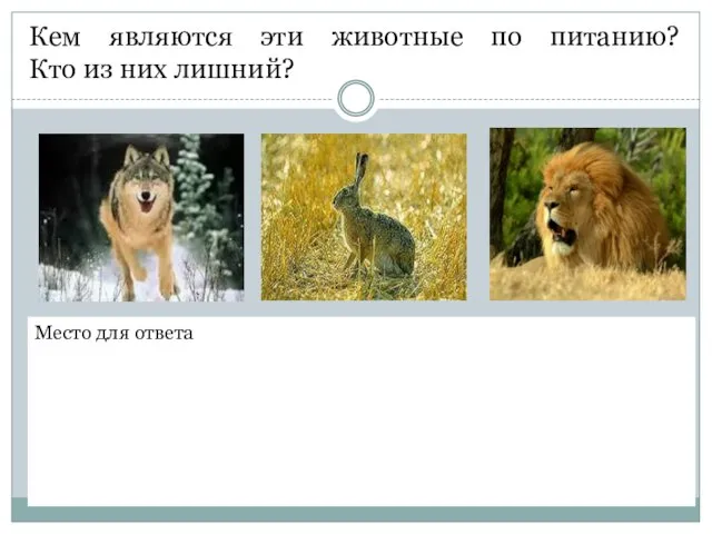 Кем являются эти животные по питанию? Кто из них лишний? Место для ответа