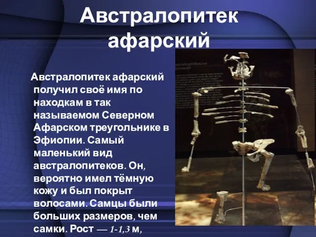 Австралопитек афарский Австралопитек афарский получил своё имя по находкам в так называемом