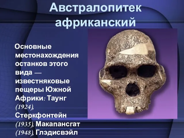 Австралопитек африканский Основные местонахождения останков этого вида — известняковые пещеры Южной Африки: