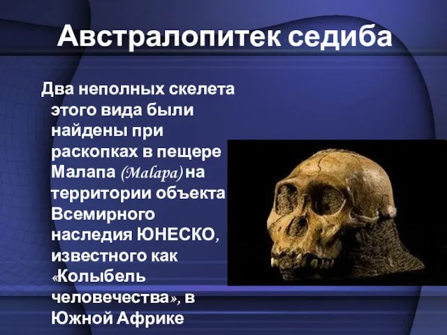 Австралопитек седиба Два неполных скелета этого вида были найдены при раскопках в