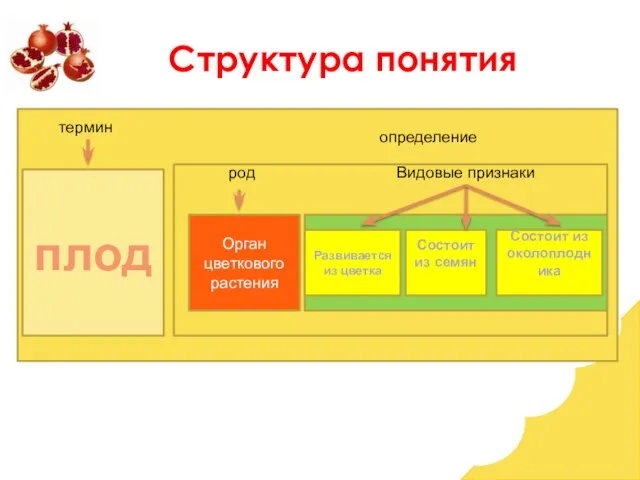 тер плод Орган цветкового растения Развивается из цветка Состоит из семян Состоит