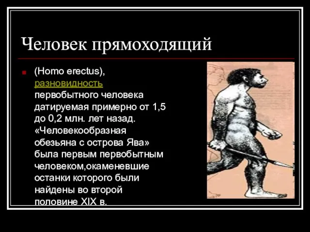 Человек прямоходящий (Homo erectus), разновидность первобытного человека датируемая примерно от 1,5 до