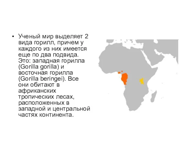 Ученый мир выделяет 2 вида горилл, причем у каждого из них имеется