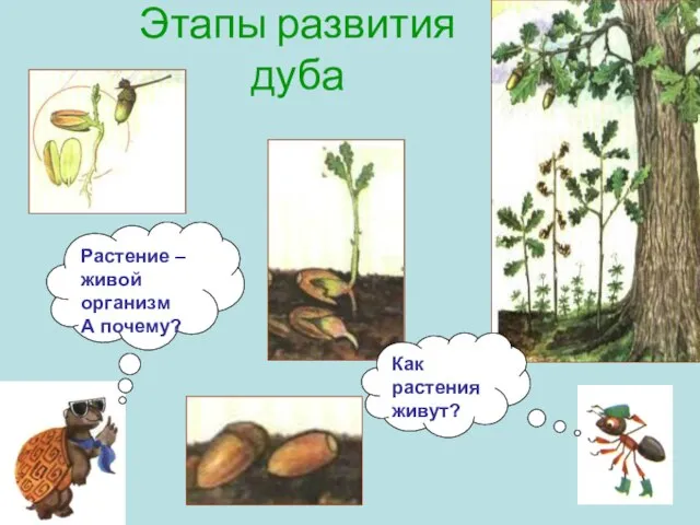 Этапы развития дуба Как растения живут? Растение – живой организм А почему?