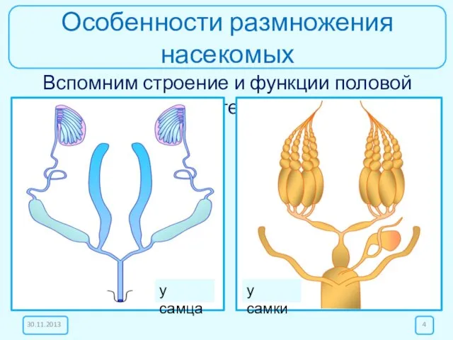 Особенности размножения насекомых Вспомним строение и функции половой системы у самца у самки