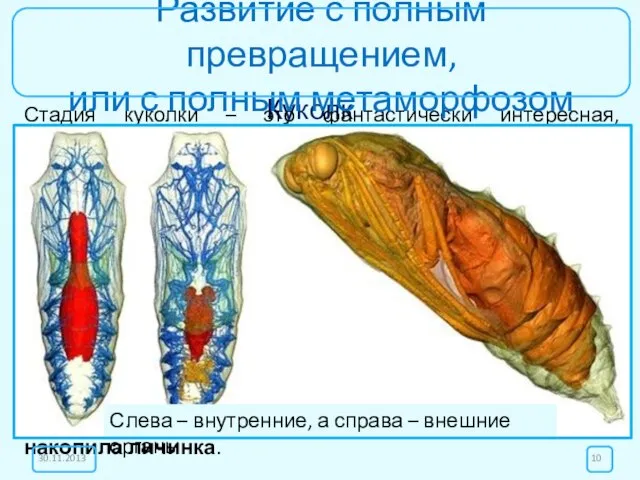 Куколка Стадия куколки – это фантастически интересная, необычная, часто загадочная и не