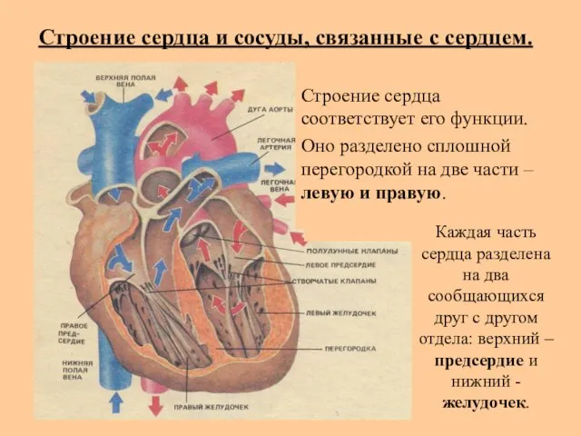 Строение сердца и сосуды, связанные с сердцем. Строение сердца соответствует его функции.
