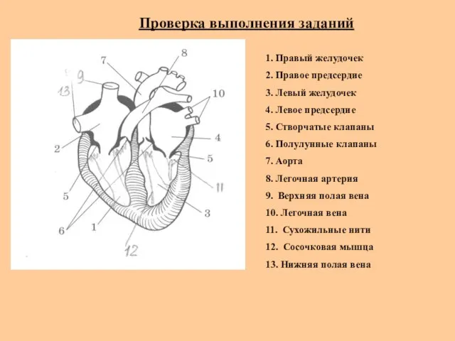 Проверка выполнения заданий 1. Правый желудочек 2. Правое предсердие 3. Левый желудочек