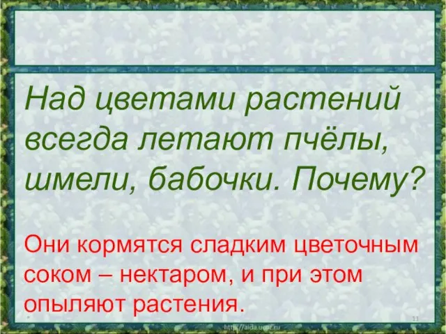 * Над цветами растений всегда летают пчёлы, шмели, бабочки. Почему? Они кормятся