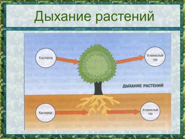 * Дыхание растений