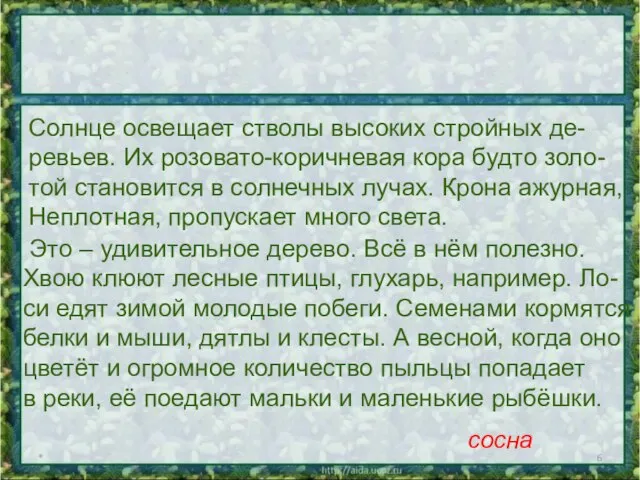 * Это – удивительное дерево. Всё в нём полезно. Хвою клюют лесные