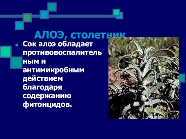 АЛОЭ, столетник Сок алоэ обладает противовоспалительным и антимикробным действием благодаря содержанию фитонцидов.