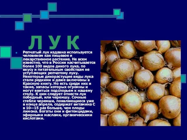 Л У К Репчатый лук издавна используется человеком как пищевое и лекарственное