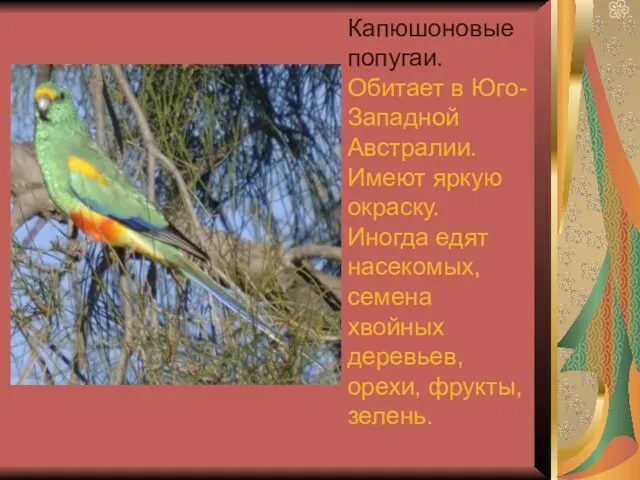 Капюшоновые попугаи. Обитает в Юго-Западной Австралии. Имеют яркую окраску. Иногда едят насекомых,