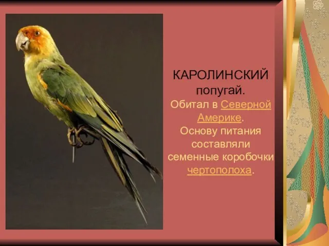 КАРОЛИНСКИЙ попугай. Обитал в Северной Америке. Основу питания составляли семенные коробочки чертополоха.