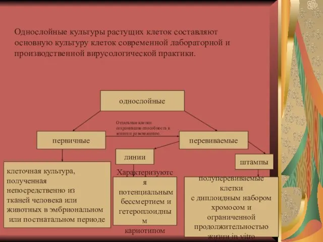 однослойные первичные перевиваемые клеточная культура, полученная непосредственно из тканей человека или животных