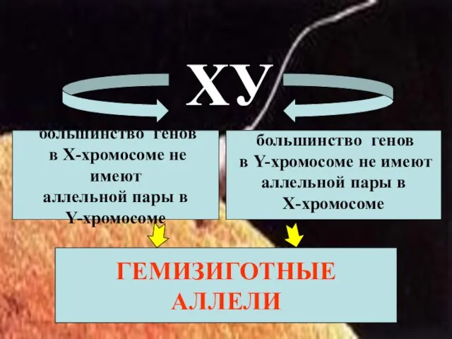 большинство генов в Х-хромосоме не имеют аллельной пары в Y-хромосоме большинство генов