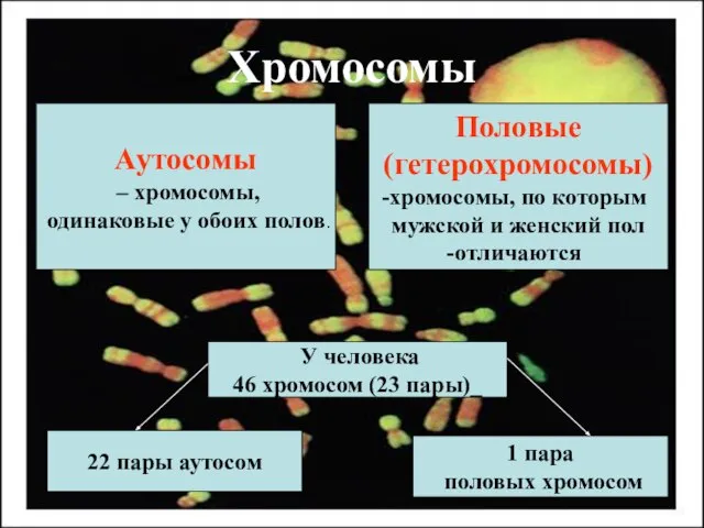 Хромосомы Аутосомы – хромосомы, одинаковые у обоих полов. Половые (гетерохромосомы) хромосомы, по