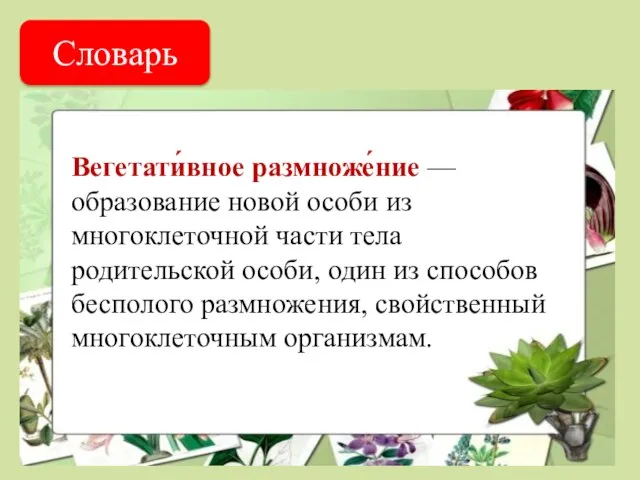 Словарь Вегетати́вное размноже́ние — образование новой особи из многоклеточной части тела родительской