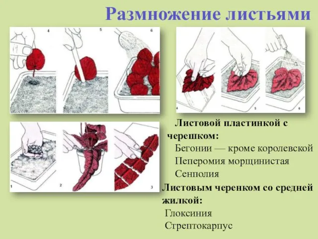 Размножение листьями Листовой пластинкой с черешком: Бегонии — кроме королевской Пеперомия морщинистая