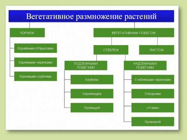 Вегетативное размножение растений