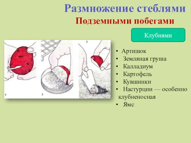 Размножение стеблями Подземными побегами Клубнями Артишок Земляная груша Калладиум Картофель Кувшинки Настурции — особенно клубненосная Ямс