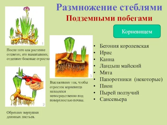 Размножение стеблями Подземными побегами Корневищем После того как растение отцветет, его выкапывают,