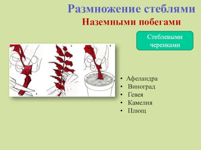 Размножение стеблями Наземными побегами Стеблевыми черенками Афеландра Виноград Гевея Камелия Плющ