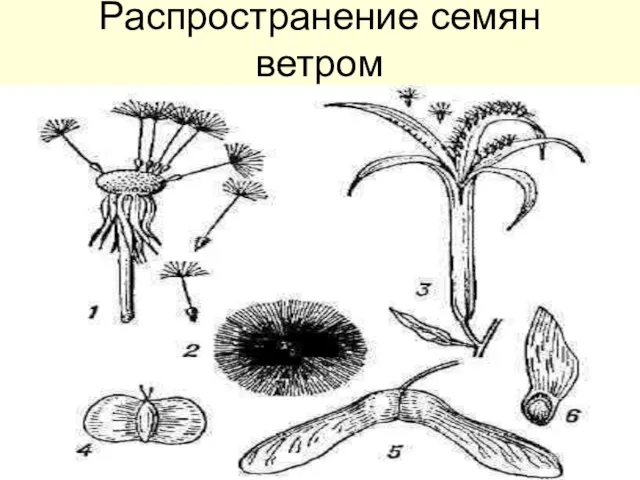 Распространение семян ветром