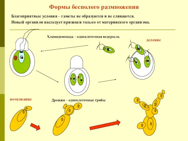 Формы бесполого размножения Благоприятные условия – гаметы не образуются и не сливаются.