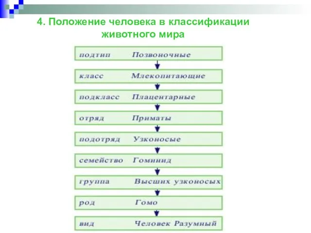 4. Положение человека в классификации животного мира